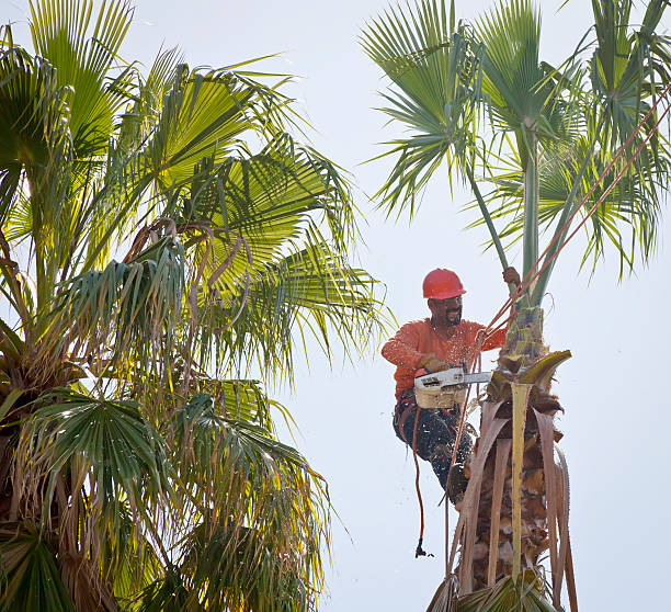 Best Affordable Tree Service  in La Mesilla, NM